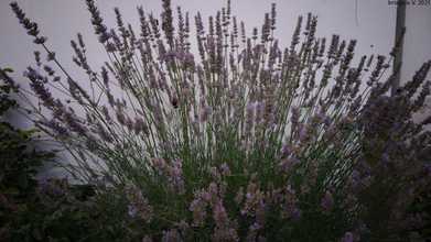 92731_avatar_4_95155.jpg